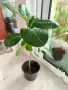 Фикус Ficus benghalensis, снимка 3