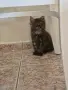 котенца Мейн Куун, снимка 6