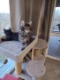 Уникални котенца Мейн кун , снимка 9