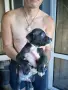 🐶 Продавам красиви Американски Питбул кученца - 8 броя, 2 месеца, снимка 6