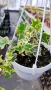 Кошница с Бръшлян, Hedera Helix Yellow Ripple, снимка 5