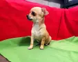 мини Чихуахуа с две ваксини , снимка 7