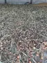 Кромид лук- от български производител, снимка 2