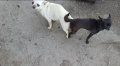 Чистокръвно чихуахуа , снимка 6
