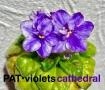Saintpaulia Сейнтполия Сентполия African Violet Aфриканска теменужка стайна теменужка Фiалка цветя, снимка 1