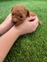 Той Пудел / Toy Poodle, снимка 3