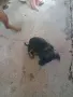 кученца на 30дена, снимка 11