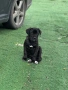 Cane Corso , снимка 4