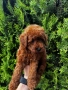 Мини пудел Момиче / Mini Poodle Girl, снимка 3