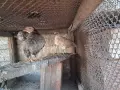 Пилета джинки чифт 15 евро, снимка 3