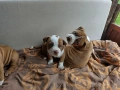 Американски питбул териер ,,Ред ноус''(American pitbull terrier Red nose), снимка 3