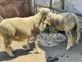 Продават се кочове, снимка 3