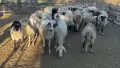Продавам стадо от 240 овце - млади, здрави и добре гледани, снимка 4