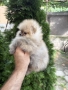 мини померан женски, снимка 4