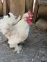 Продавам Чифтове Бреговски Джинки , снимка 8