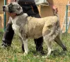 САО  Алабай 2бр., снимка 8