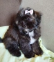 Shih poo /Ши ПУ момиченце , снимка 3