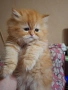 Уникално персийско котенце , снимка 1