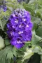 Delphinium Blue (White Bee) (Делфиниум син „White Bee“ / „Бяла пчеличка“), снимка 2