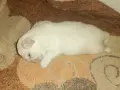 Кученце пикинез, снимка 1