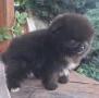 Померан момче, снимка 5