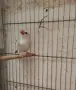 Продавам оризарки, снимка 3