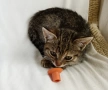 Подарявам малко котенце, снимка 4