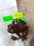 Бронзова фигурка на 🐸 жаба 48218, снимка 8