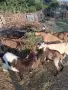 Продава се кози и ярета, снимка 2