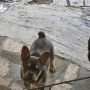 Френски булдог 🐾 , снимка 1