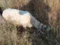Каракачански овце за разплод, снимка 4