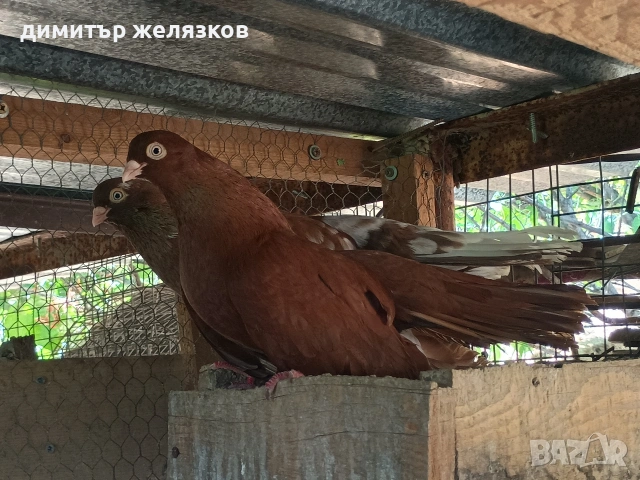 Старозагорски арапи и лимони, снимка 7 - Гълъби - 55273570