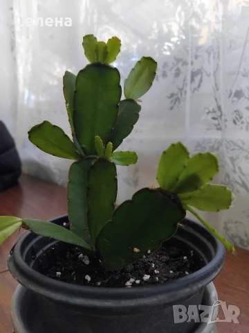 🌸 Великденски кактус (Великденче / Rhipsalidopsis) – стайно цъфтящо растение, снимка 9 - Стайни растения - 54652727