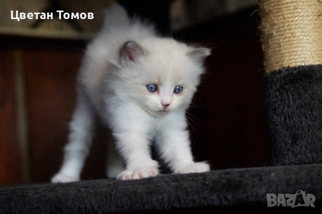 Чистокръвни котенца РАГДОЛ търсят своите любящи семейства!, снимка 7 - Други - 54919101