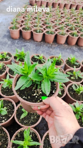 Пенстемон червен,Penstemon polaris Red, студоустойчив, снимка 8 - Градински цветя и растения - 54093426