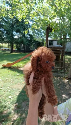 Пудел той/poodle toy, снимка 2 - Пудели - 55508346