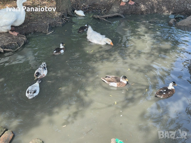 продавам патета call duck, снимка 4 - други­ - 55250821