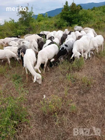 Продавам овце и кози, снимка 4 - Овце - 54865872
