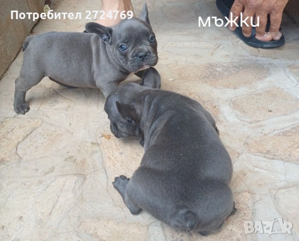 Френски булдог- булдочета, снимка 6 - Френски булдог - 55256959