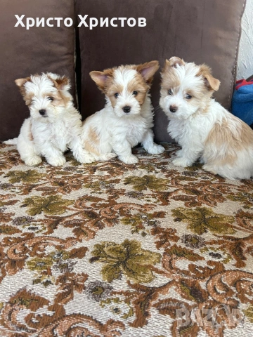 Бивер йоркширски териер