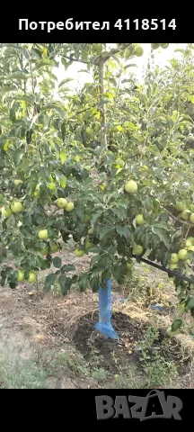 Ябълкова Градина
