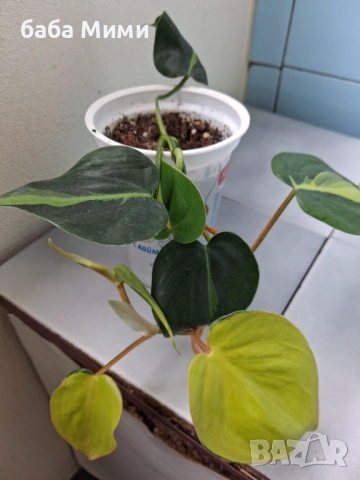 Philodendron Brasil