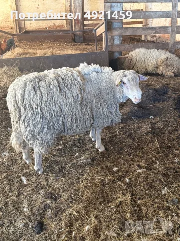 Продавам овен 2 бр