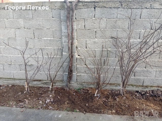 Смокинови фиданки, снимка 4 - Разсади - 54362202