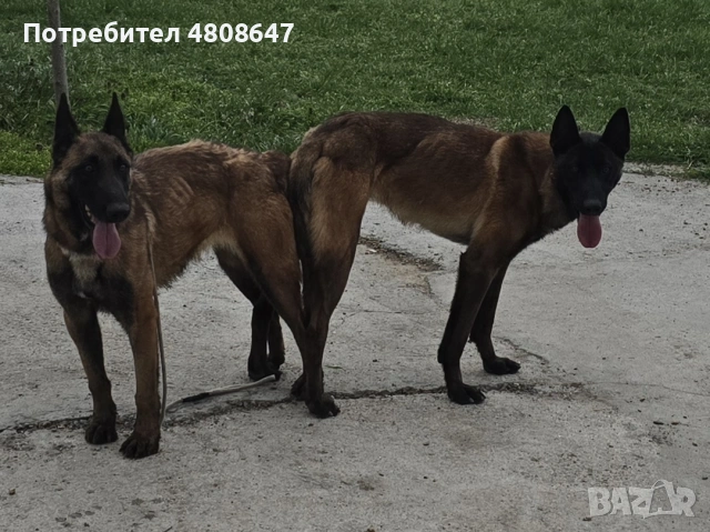 Белгийски овчарка , снимка 8 - Белгийска овчарка - 54803906