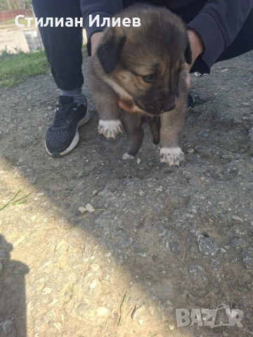 Подарявам 3 кученца, снимка 2 - Каракачанска овчарка - 54330625