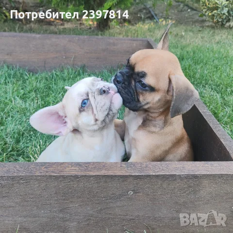Френски булдог Женски , снимка 7 - Френски булдог - 55008762