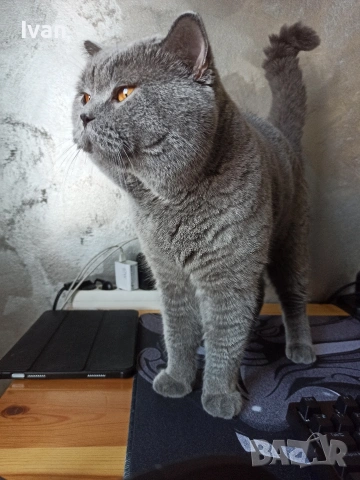 Британски котенца, снимка 9 - Британска късокосместа - 55130906