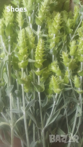 Продавам Мурсалски чай