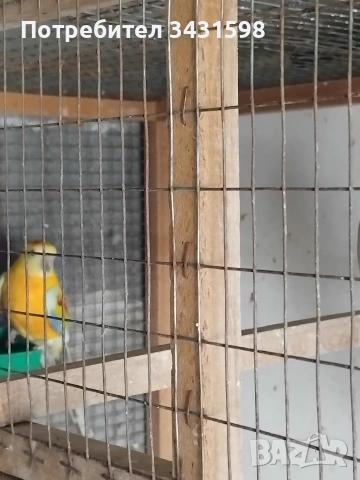 поини папагали , снимка 3 - Папагали - 54038662